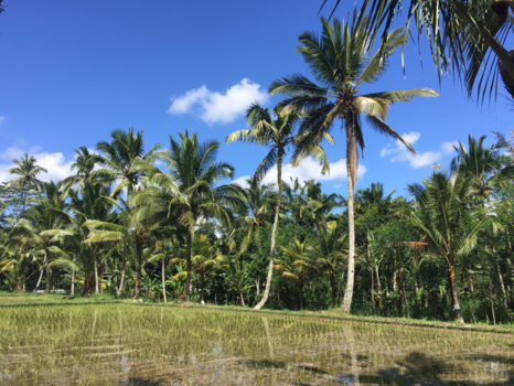 Bali - Rijstvelden tussen de palmbomen 🌴