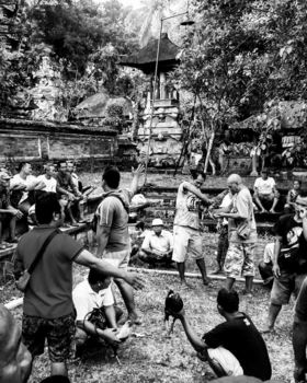 Rondreis Indonesië in vier weken - Bali Cock Fight