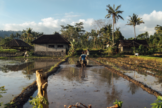 Bali - The Farmer's Life