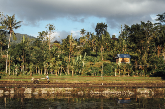 Bali - The Farmer's Life