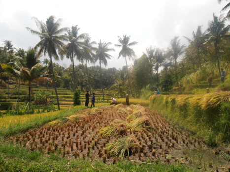 Bali - Mayong Village Tracking