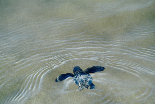 Bali - Baby turtle release