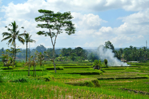 Bali - Burning trash