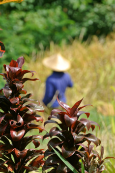 Bali - When you see it