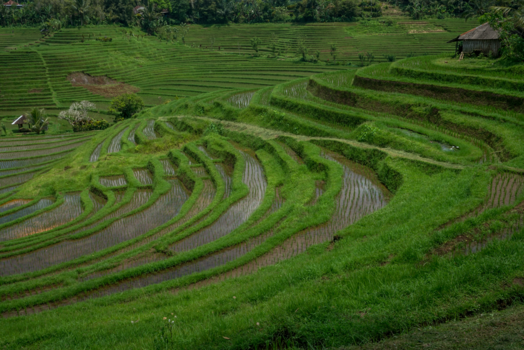 Rondreis Bali - Reistvelden