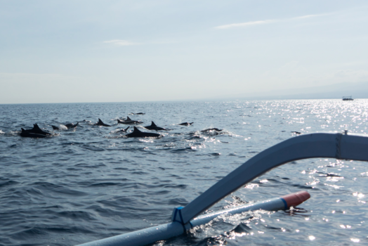 Rondreis Bali - Lovina