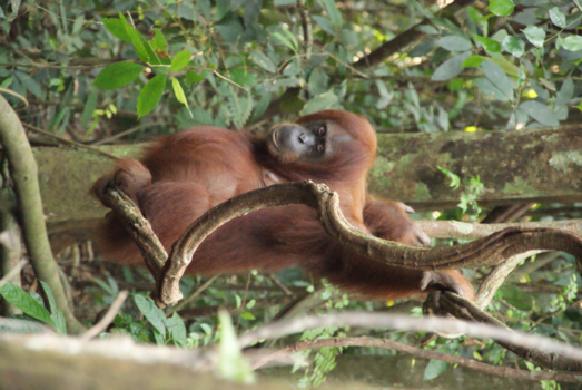 Sumatra - Oetang oetang