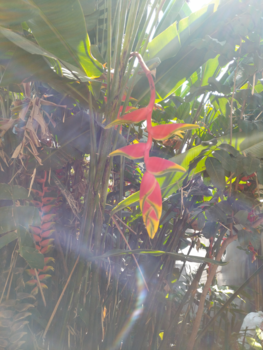 Java - Nature on Java