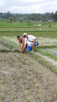 Bali - hard werken op de piantage voor een bakje rijst
