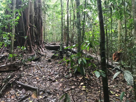 Sumatra - Jungle fever❤️