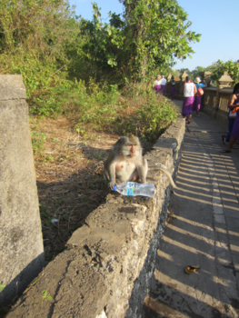 Bali - Watch out for the monkey