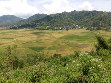 Lombok - Spider web rice fields