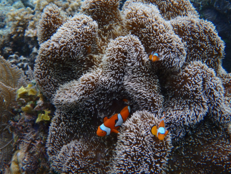Togian eilanden - Nemo en zijn vriendjes