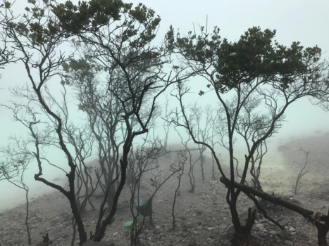 Java - Mystery at kawah putih (west-Java)