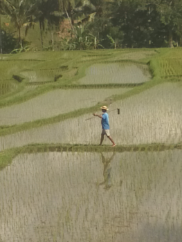 Bali - De rijstvelden