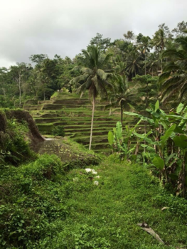 Bali - Mooie uitkijk in Ubud!