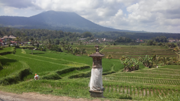 Bali - Rijstvelden