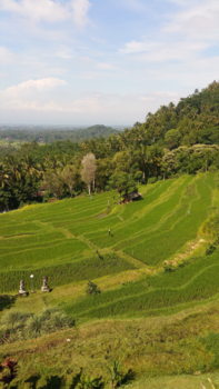 Bali - Ricefields of Bali