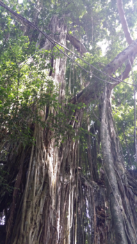 Bali - Spokenboom monkeyfarm