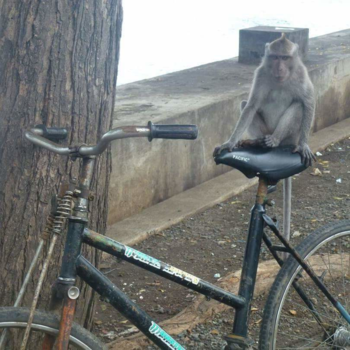 Bali - Een aap op een fiets, hoe vind je zo iets?
