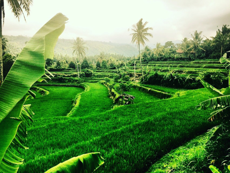 Bali - Beautifull Sawa’s of Bali