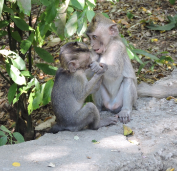 Bali - Monkey forest, Ubud