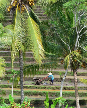 Bali - Green, Greener, Greenest: daily life at a terraced rice field