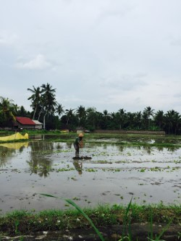 Bali - Bali daily life