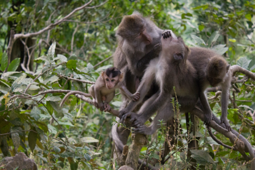 Rondreis Bali, Java & Lombok - Familie