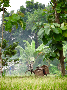 Rondreis Bali & Java - Puur natuur