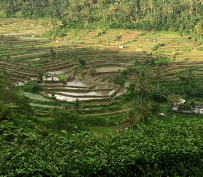 Rondreis Bali & Lombok - Mooiste rijstvelden van Bali
