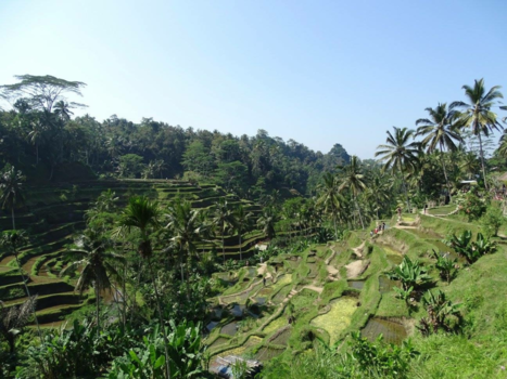 Bali - Tegallalang rijstvelden Bali