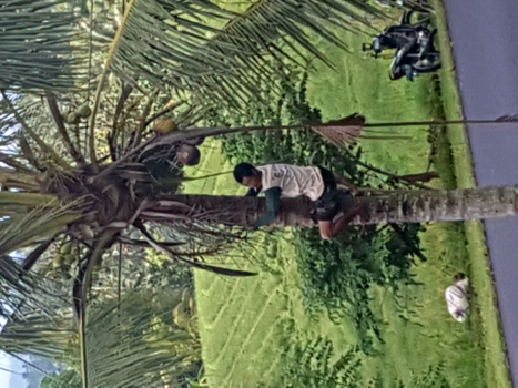 Bali - Bali, mooie Ubud, eigenaar plukt de kokosnoten zelf uit de palmbomen...