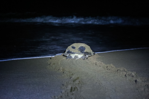 Java - Sea turtle, Sukamade Beach