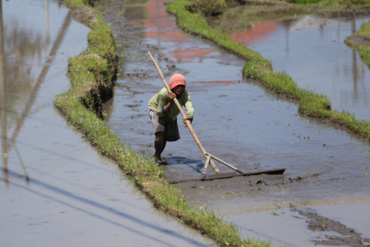 Bali - Rice Field, Sanur