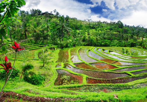 Rondreis Bali & Java - Rijstvelden bij Bedugul op Bali