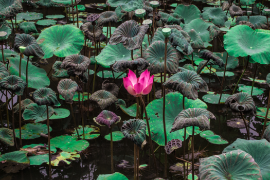 Bali - Serenity of Lotus