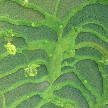 Rondreis Indonesië in vier weken - Rijstveld Tetebatu