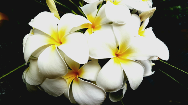 Rondreis Indonesië in vier weken - Frangipani