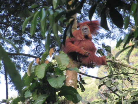 Rondreis Indonesië in vier weken - King of the jungle of Sumatra