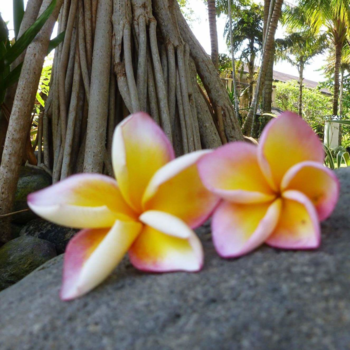 Bali - Bali stilleven