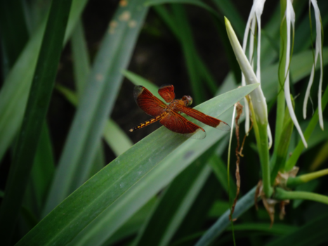 Rondreis Bali - Prachtige libelle in de tuin van het hotel in Kuta, Bali