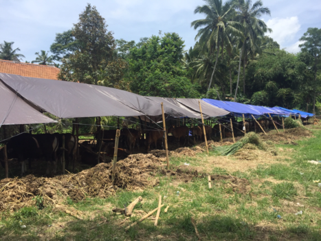 Bali - Evacuatie van het vee in verband met de onrustige vulkaan de Agung