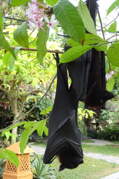 Java - Een stelletje die even aan het uitrusten zijn.