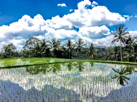 Bali - Rise fields