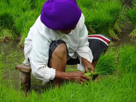 Bali - Rijst plukken op Bali