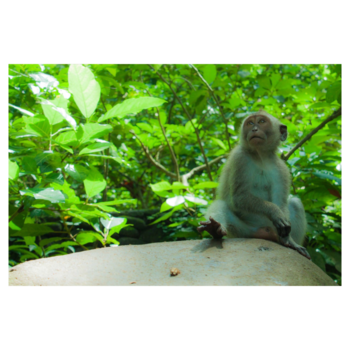 Bali - One of the many monkeys in Ubud