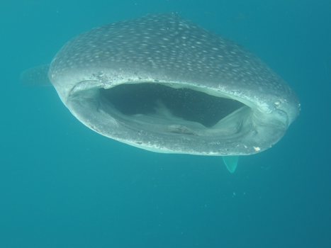 Bunaken National Park - Swimming with the sharks at Gorontalo, Sulawesi Utara