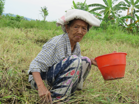 Bali - Pinda's uitgraven, de dame wist haar eigen leeftijd niet meer...