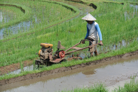 Bali - de "Japanse karbouw " verdrijft steeds meer de enige echte!